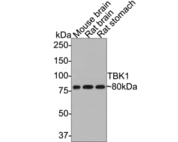 Invitrogen TBK1 Monoclonal Antibody (A8D9) 100 &mu;L; Unconjugated:Antibodies,