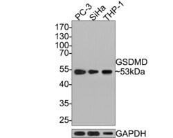 Invitrogen GSDMD Monoclonal Antibody (A8D8) 100 &mu;L; Unconjugated:Antibodies,