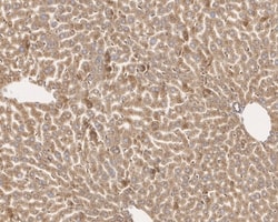 Invitrogen TMED9 Monoclonal Antibody (A9A8) 100 &mu;L; Unconjugated:Antibodies,
