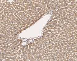 Invitrogen TMED9 Monoclonal Antibody (A9A8) 100 &mu;L; Unconjugated:Antibodies,