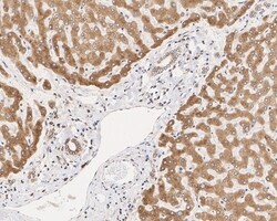 Invitrogen TMED9 Monoclonal Antibody (A9A8) 100 &mu;L; Unconjugated:Antibodies,