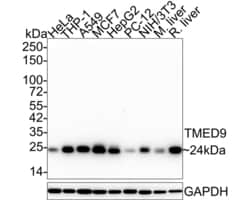 Invitrogen TMED9 Monoclonal Antibody (A9A8) 100 &mu;L; Unconjugated:Antibodies,