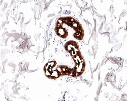 Invitrogen Mammaglobin A Monoclonal Antibody (A9A2) 100 &mu;L; Unconjugated:Antibodies,