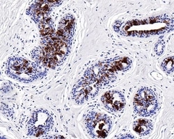 Invitrogen Mammaglobin A Monoclonal Antibody (A9A2) 100 &mu;L; Unconjugated:Antibodies,