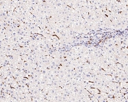 Invitrogen CD204 Monoclonal Antibody (A8G2) 100 &mu;L; Unconjugated:Antibodies,