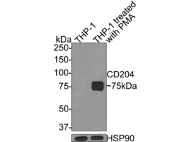 Invitrogen CD204 Monoclonal Antibody (A8G2) 100 &mu;L; Unconjugated:Antibodies,