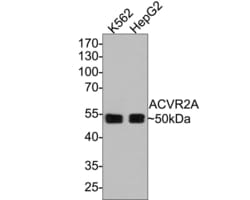 Invitrogen ACVR2A Monoclonal Antibody (A7C8) 100 &mu;L; Unconjugated:Antibodies,