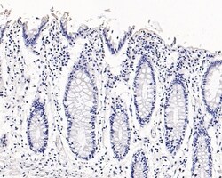 Invitrogen NAPSA Monoclonal Antibody (A9C1) 100 &mu;L; Unconjugated:Antibodies,