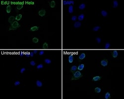 Invitrogen BrdU Monoclonal Antibody (A9C6) 100 &mu;L | Buy Online | Invitrogen&trade; | Fisher Scientific