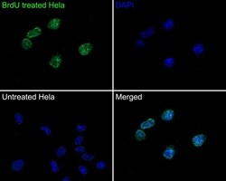 Invitrogen BrdU Monoclonal Antibody (A9C6) 100 &mu;L | Buy Online | Invitrogen&trade; | Fisher Scientific