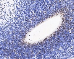 Invitrogen BrdU Monoclonal Antibody (A9C6) 100 &mu;L | Buy Online | Invitrogen&trade; | Fisher Scientific