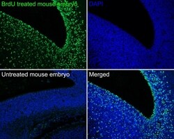 Invitrogen BrdU Monoclonal Antibody (A9C6) 100 &mu;L | Buy Online | Invitrogen&trade; | Fisher Scientific
