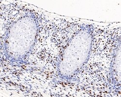 Invitrogen BrdU Monoclonal Antibody (A9C6) 100 &mu;L | Buy Online | Invitrogen&trade; | Fisher Scientific