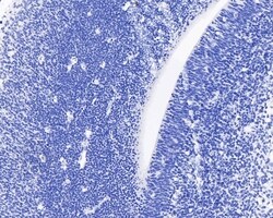 Invitrogen BrdU Monoclonal Antibody (A9C6) 100 &mu;L | Buy Online | Invitrogen&trade; | Fisher Scientific