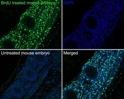 Invitrogen BrdU Monoclonal Antibody (A9C6) 100 &mu;L | Buy Online | Invitrogen&trade; | Fisher Scientific