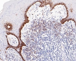 Invitrogen CD98 Monoclonal Antibody (A9D7) 100 &mu;L; Unconjugated:Antibodies,