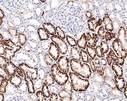Invitrogen CD98 Monoclonal Antibody (A9D7) 100 &mu;L; Unconjugated:Antibodies,