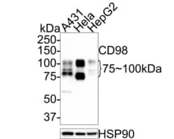 Invitrogen CD98 Monoclonal Antibody (A9D7) 100 &mu;L; Unconjugated:Antibodies,
