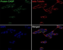 Invitrogen CUX1/Protein CASP Monoclonal Antibody (A9F6) 100 &mu;L; Unconjugated:Antibodies,