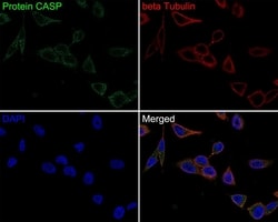 Invitrogen CUX1/Protein CASP Monoclonal Antibody (A9F6) 100 &mu;L; Unconjugated:Antibodies,