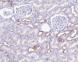 Invitrogen CUX1/Protein CASP Monoclonal Antibody (A9F6) 100 &mu;L; Unconjugated:Antibodies,