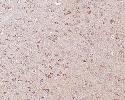 Invitrogen CUX1/Protein CASP Monoclonal Antibody (A9F6) 100 &mu;L; Unconjugated:Antibodies,