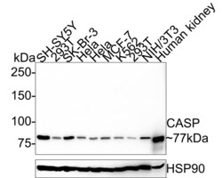 Invitrogen CUX1/Protein CASP Monoclonal Antibody (A9F6) 100 &mu;L; Unconjugated:Antibodies,
