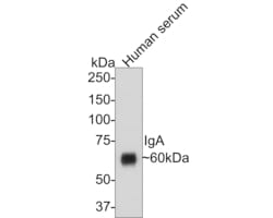 Invitrogen Human IgA Monoclonal Antibody (3-F5) 100 &mu;L; Unconjugated:Antibodies,