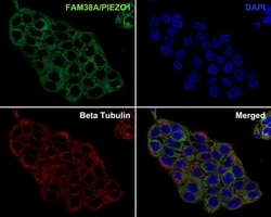Invitrogen PIEZO1 Recombinant Mouse Monoclonal Antibody (2-10-R-A) 100 &mu;L | Buy Online | Invitrogen&trade; | Fisher Scientific