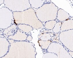 Invitrogen Chromogranin A Recombinant Mouse Monoclonal Antibody (PD01-39)