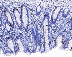 Invitrogen Chromogranin A Recombinant Mouse Monoclonal Antibody (PD01-39)