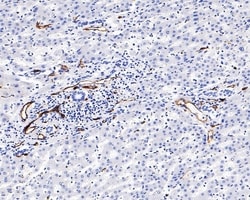 Invitrogen CD34 Recombinant Mouse Monoclonal Antibody (PDM0-12) 100 &mu;L;