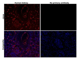 Invitrogen CD34 Recombinant Mouse Monoclonal Antibody (PDM0-12) 100 &mu;L;