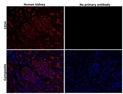 Invitrogen CD34 Recombinant Mouse Monoclonal Antibody (PDM0-12) 100 &mu;L;