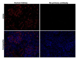 Invitrogen CD34 Recombinant Mouse Monoclonal Antibody (PDM0-12) 100 &mu;L;