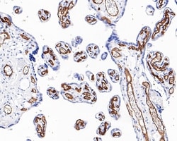 Invitrogen CD34 Recombinant Mouse Monoclonal Antibody (PDM0-12) 100 &mu;L;