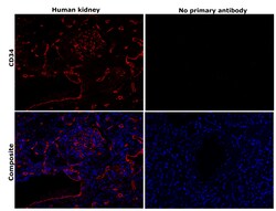 Invitrogen CD34 Recombinant Mouse Monoclonal Antibody (PDM0-12) 100 &mu;L;