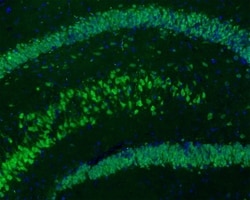 Invitrogen NeuN Recombinant Mouse Monoclonal Antibody (PD01-45) 100 &mu;L;