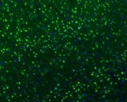 Invitrogen NeuN Recombinant Mouse Monoclonal Antibody (PD01-45) 100 &mu;L;