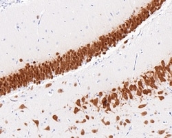 Invitrogen NeuN Recombinant Mouse Monoclonal Antibody (PD01-45) 100 &mu;L;