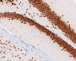 Invitrogen NeuN Recombinant Mouse Monoclonal Antibody (PD01-45) 100 &mu;L;