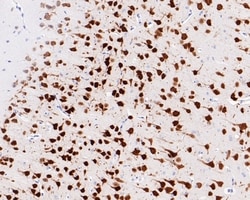 Invitrogen NeuN Recombinant Mouse Monoclonal Antibody (PD01-45) 100 &mu;L;