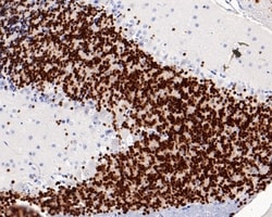 Invitrogen NeuN Recombinant Mouse Monoclonal Antibody (PD01-45) 100 &mu;L;