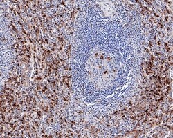 Invitrogen CD68 Recombinant Mouse Monoclonal Antibody (PDM0-13) 100 &mu;L;