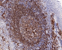 Invitrogen CD79a Recombinant Mouse Monoclonal Antibody (PDM0-23) 100 &mu;L;
