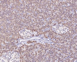 Invitrogen TMED9 Recombinant Mouse Monoclonal Antibody (A9A7-R) 100 &mu;L;