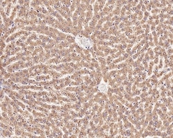 Invitrogen TMED9 Recombinant Mouse Monoclonal Antibody (A9A7-R) 100 &mu;L;