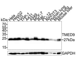 Invitrogen TMED9 Recombinant Mouse Monoclonal Antibody (A9A7-R) 100 &mu;L;
