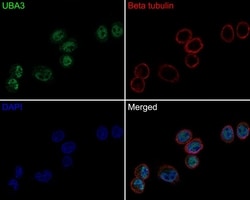 Invitrogen UBA3 Recombinant Mouse Monoclonal Antibody (1B5-2-3-R) 100 &mu;L;
