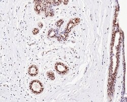 Invitrogen UBA3 Recombinant Mouse Monoclonal Antibody (1B5-2-3-R) 100 &mu;L;